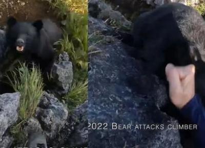 مبارزه نفس گیر یک صخره نورد با خرس سیاه