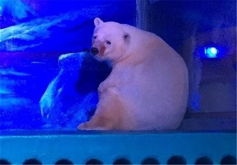 پیتزا غمگین ترین خرس قطبی روی زمین