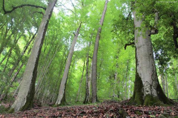 طراحی و ساخت باغ ویلا: جنگل های چهار باغ مرزن آباد در راه ثبت جهانی