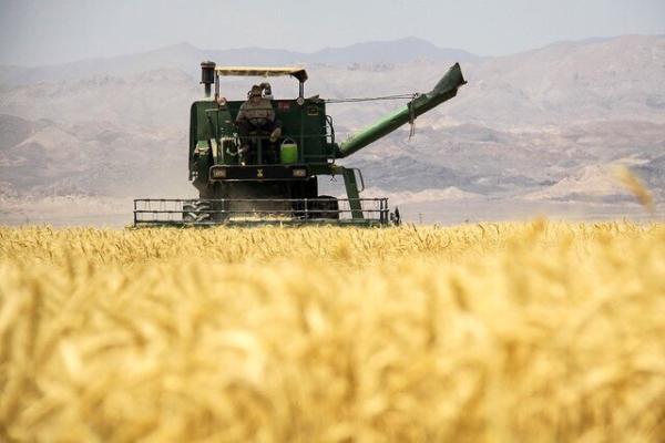 خرید گندم از کشاورزان به 500 هزار تن رسید