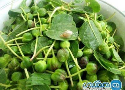بهبود عملکرد کبد و کاهش نفخ با گیاه کبر